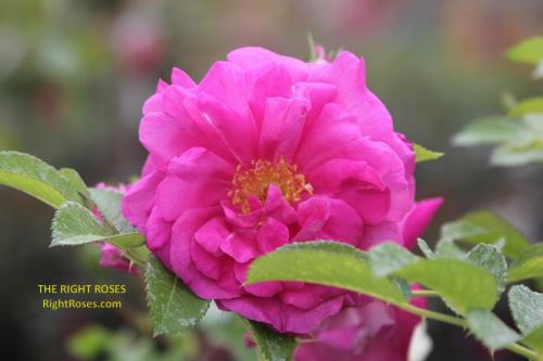 Wild Edric rose review the right roses score best top garden store david austin english roses rose products rose rating the right leap rose food fertilizer