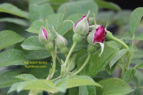 Wild Edric rose review the right roses score best top garden store david austin english roses rose products rose rating the right leap rose food fertilizer