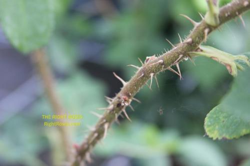 Wild Edric 5 The Right Roses rose review comments 600