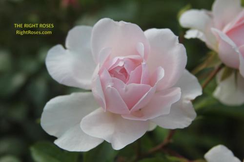 Wildeve rose review the right roses score best top garden store david austin english roses rose products rose rating the right leap rose food fertilizer