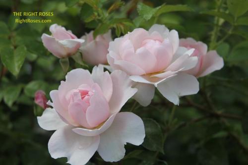 Wildeve rose review the right roses score best top garden store david austin english roses rose products rose rating the right leap rose food fertilizer