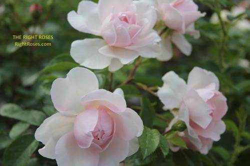 Wildeve rose review the right roses score best top garden store david austin english roses rose products rose rating the right leap rose food fertilizer
