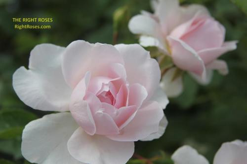 Wildeve rose review the right roses score best top garden store david austin english roses rose products rose rating the right leap rose food fertilizer