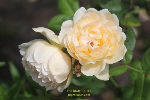 Wollerton Old Hall rose review the right roses score best top garden store david austin english roses rose products rose rating the right leap rose food fertilizer