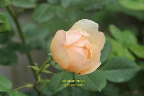 Wollerton Old Hall rose review the right roses score best top garden store david austin english roses rose products rose rating the right leap rose food fertilizer