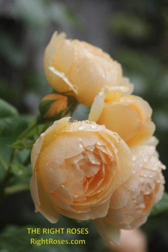 Wollerton Old Hall rose review the right roses score best top garden store david austin english roses rose products rose rating the right leap rose food fertilizer