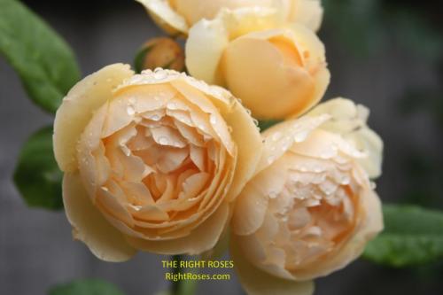 Wollerton Old Hall rose review the right roses score best top garden store david austin english roses rose products rose rating the right leap rose food fertilizer