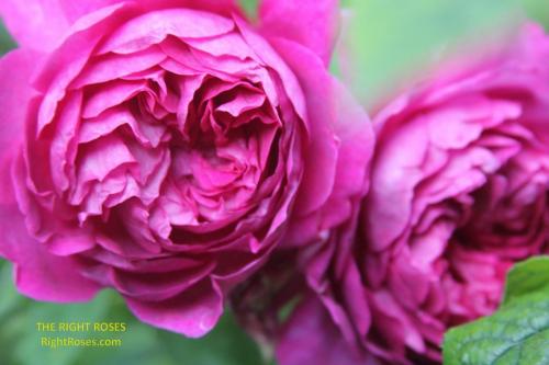 young lycidas rose review the right roses score best top garden store david austin english roses rose products rose rating the right leap rose food