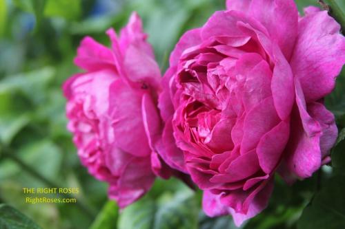 young lycidas rose review the right roses score best top garden store david austin english roses rose products rose rating the right leap rose food