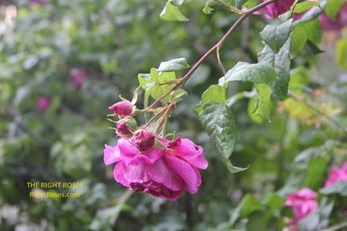 young lycidas rose review the right roses score best top garden store david austin english roses rose products rose rating the right leap rose food