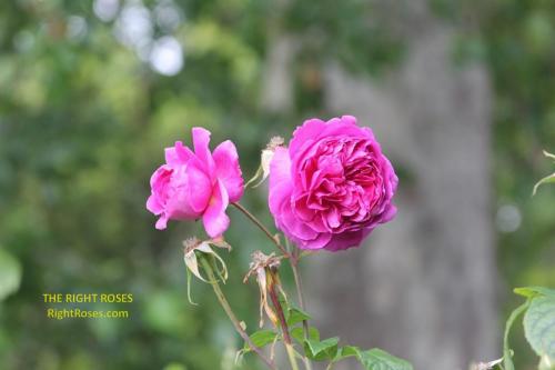 young lycidas rose review the right roses score best top garden store david austin english roses rose products rose rating the right leap rose food