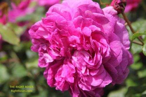 young lycidas rose review the right roses score best top garden store david austin english roses rose products rose rating the right leap rose food