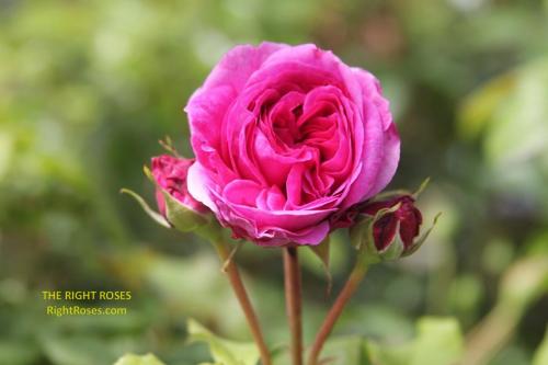 young lycidas rose review the right roses score best top garden store david austin english roses rose products rose rating the right leap rose food