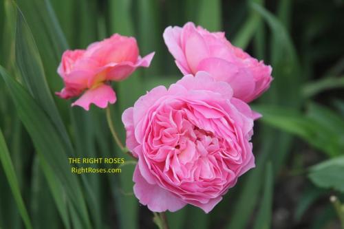boscobel rose review the right roses score best top garden store david austin english roses rose products rose rating the right leap rose food
