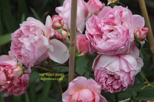 boscobel rose review the right roses score best top garden store david austin english roses rose products rose rating the right leap rose food