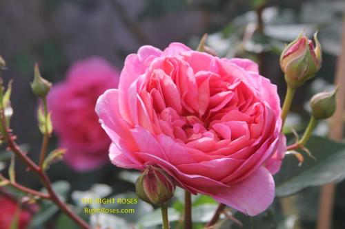 boscobel rose review the right roses score best top garden store david austin english roses rose products rose rating the right leap rose food