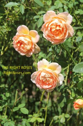 lady of shalott rose review the right roses score best top garden store david austin english roses rose products rose rating the right leap rose food
