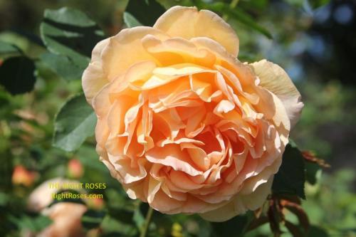 lady of shalott rose review the right roses score best top garden store david austin english roses rose products rose rating the right leap rose food