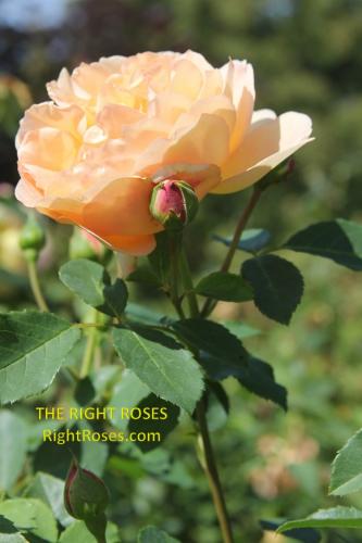 lady of shalott rose review the right roses score best top garden store david austin english roses rose products rose rating the right leap rose food