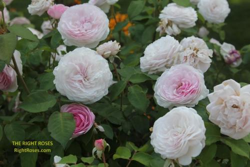olivia rose austin rose review the right roses score best top garden store david austin english roses rose products rose rating the right leap rose food