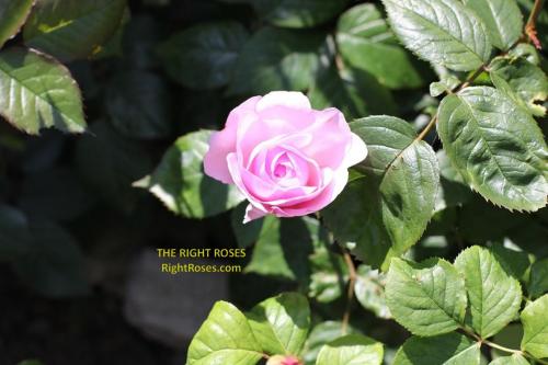 olivia rose austin rose review the right roses score best top garden store david austin english roses rose products rose rating the right leap rose food