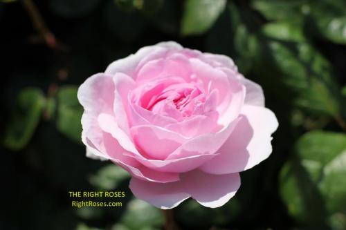olivia rose austin rose review the right roses score best top garden store david austin english roses rose products rose rating the right leap rose food