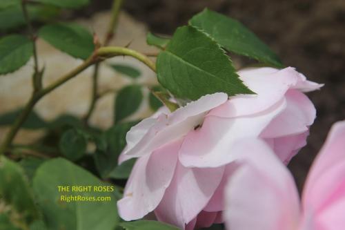 olivia rose austin rose review the right roses score best top garden store david austin english roses rose products rose rating the right leap rose food