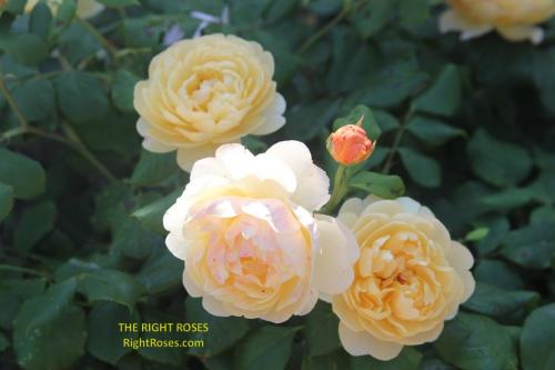Roald Dahl rose review the right roses score best top garden store david austin english roses rose products rose rating the right leap rose food fertilizer