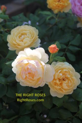 Roald Dahl rose review the right roses score best top garden store david austin english roses rose products rose rating the right leap rose food fertilizer
