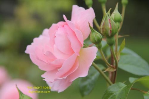 The best rose review of rose 'Strawberry Hill' by The Right Roses. Our in-depth reviews have been trusted by millions gardeners worldwide. The Right Roses team uses our own The Right Roses Score, which is the most comprehensive rose rating system, to assess the overall quality of a rose. All information and rose products: best top garden store, david austin, english roses, rose products, rose rating, the right leap, rose food, fertilizer