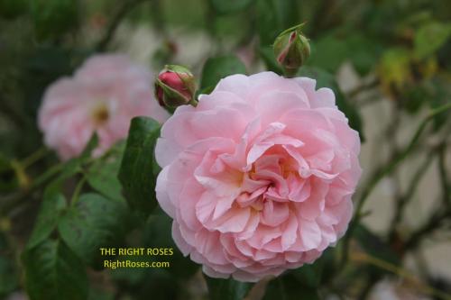 The best rose review of rose 'Strawberry Hill' by The Right Roses. Our in-depth reviews have been trusted by millions gardeners worldwide. The Right Roses team uses our own The Right Roses Score, which is the most comprehensive rose rating system, to assess the overall quality of a rose. All information and rose products: best top garden store, david austin, english roses, rose products, rose rating, the right leap, rose food, fertilizer