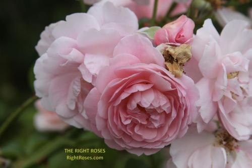 The best rose review of rose 'Strawberry Hill' by The Right Roses. Our in-depth reviews have been trusted by millions gardeners worldwide. The Right Roses team uses our own The Right Roses Score, which is the most comprehensive rose rating system, to assess the overall quality of a rose. All information and rose products: best top garden store, david austin, english roses, rose products, rose rating, the right leap, rose food, fertilizer