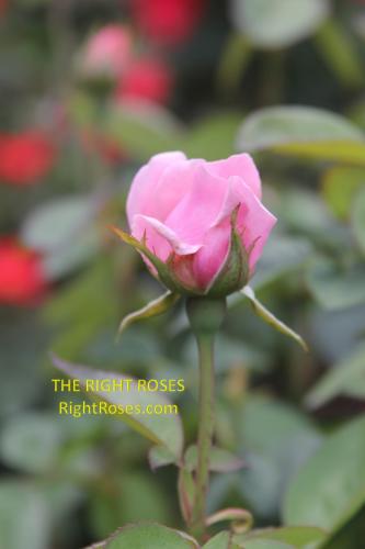 the Alnwick rose review the right roses score best top garden store david austin english roses rose products rose rating the right leap rose food fertilizer
