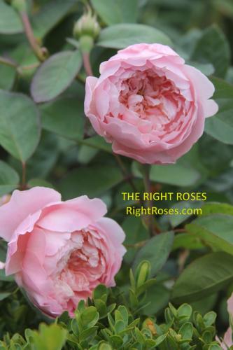 the Alnwick rose review the right roses score best top garden store david austin english roses rose products rose rating the right leap rose food fertilizer
