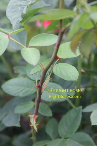 the Alnwick rose review the right roses score best top garden store david austin english roses rose products rose rating the right leap rose food fertilizer