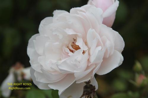 the generous gardener rose review the right roses score best top garden store david austin english roses rose products rose rating the right leap rose food