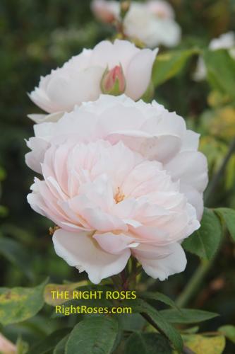 the generous gardener rose review the right roses score best top garden store david austin english roses rose products rose rating the right leap rose food