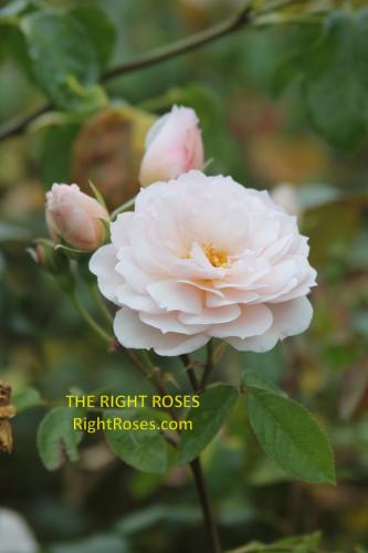 the generous gardener rose review the right roses score best top garden store david austin english roses rose products rose rating the right leap rose food