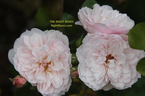 the generous gardener rose review the right roses score best top garden store david austin english roses rose products rose rating the right leap rose food