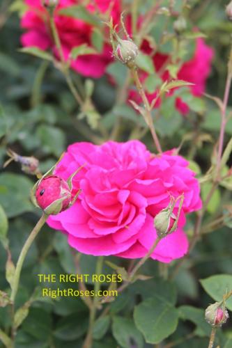 thomas a becket rose review the right roses score best top garden store david austin english roses rose products rose rating the right leap rose food fertilizer