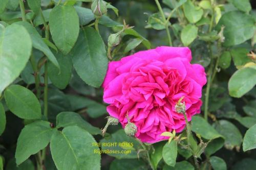 thomas a becket rose review the right roses score best top garden store david austin english roses rose products rose rating the right leap rose food fertilizer