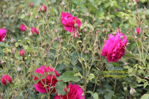 thomas a becket rose review the right roses score best top garden store david austin english roses rose products rose rating the right leap rose food fertilizer
