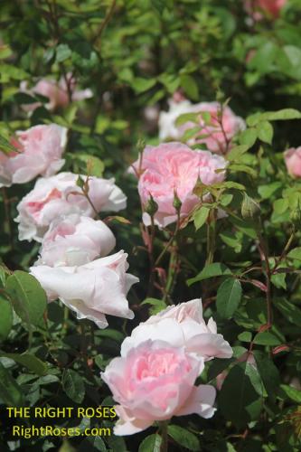 wisley 2008 rose review the right roses score best top garden store david austin english roses rose products rose rating the right leap rose food fertilizer