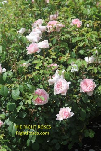 wisley 2008 rose review the right roses score best top garden store david austin english roses rose products rose rating the right leap rose food fertilizer