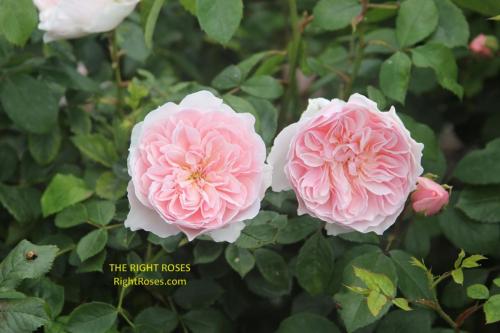 wisley 2008 rose review the right roses score best top garden store david austin english roses rose products rose rating the right leap rose food fertilizer